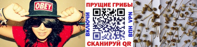 Псилоцибиновые грибы мицелий  купить наркотик  Богданович 